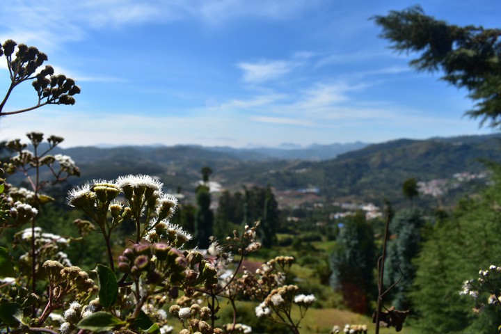 Ooty