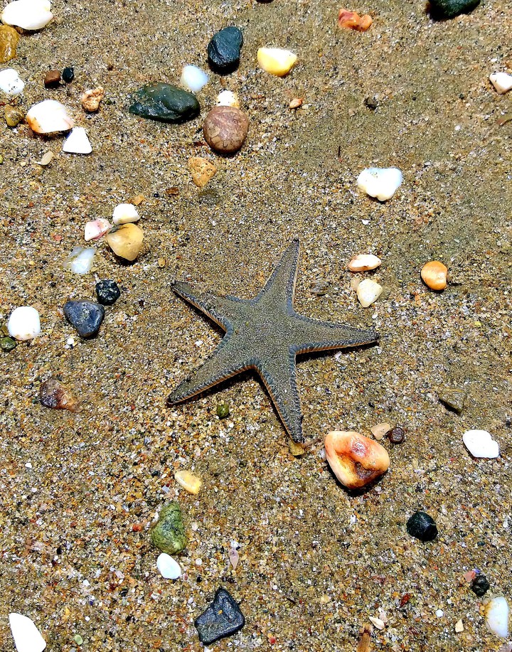 Sea star
