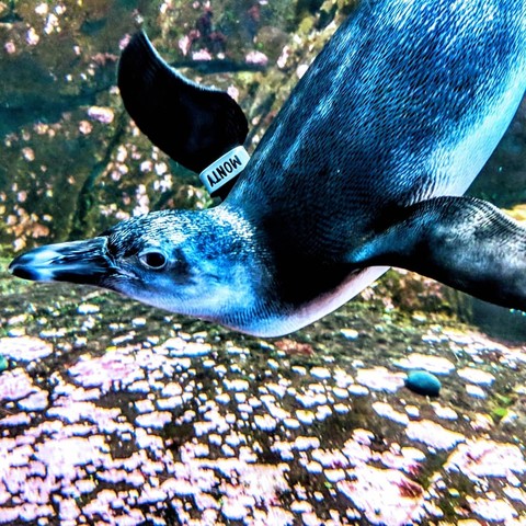 Penguin swim