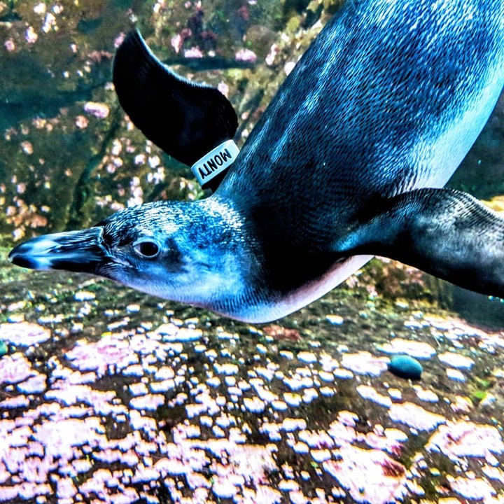 Penguin swim