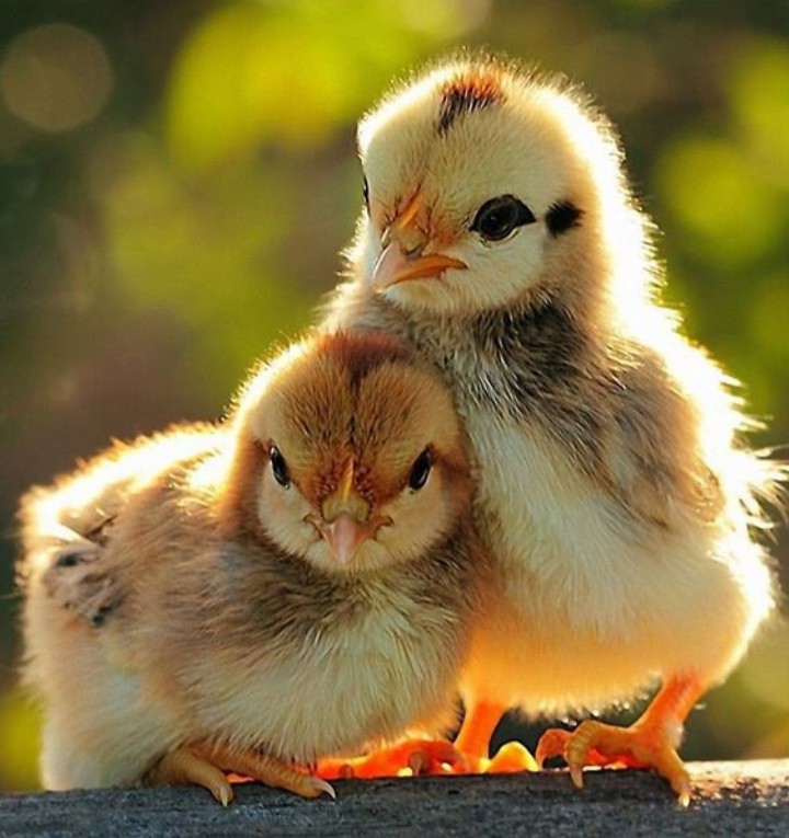 Hey brother dont Angery Im wid You.  ..:)