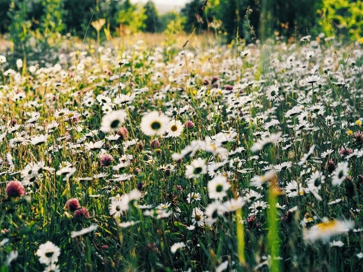 fields of daisies