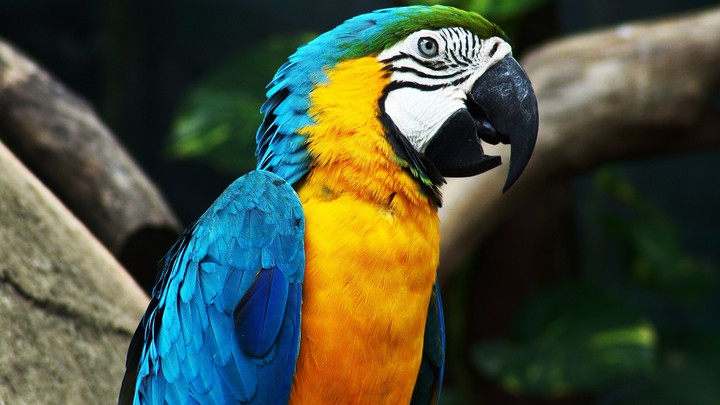Macaw