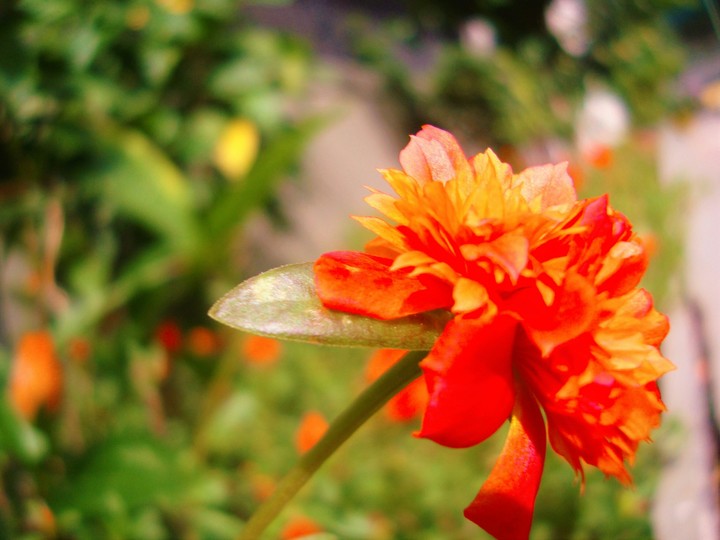 red flower