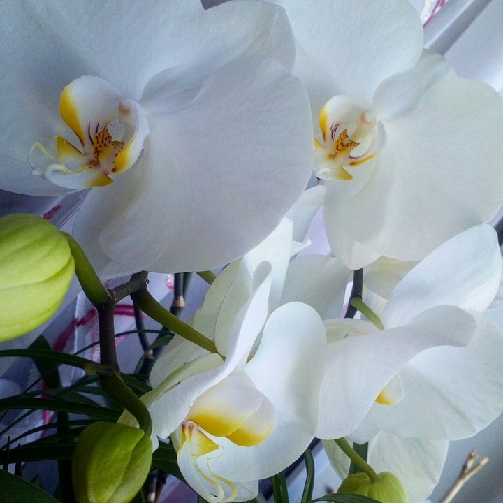 They are beautiful.