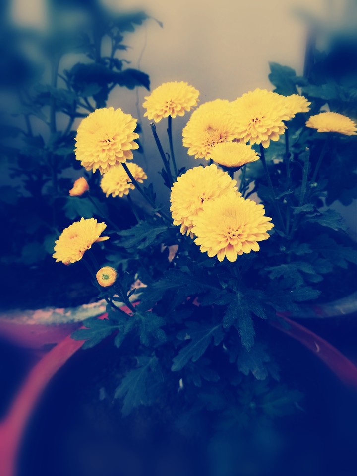 fllowar