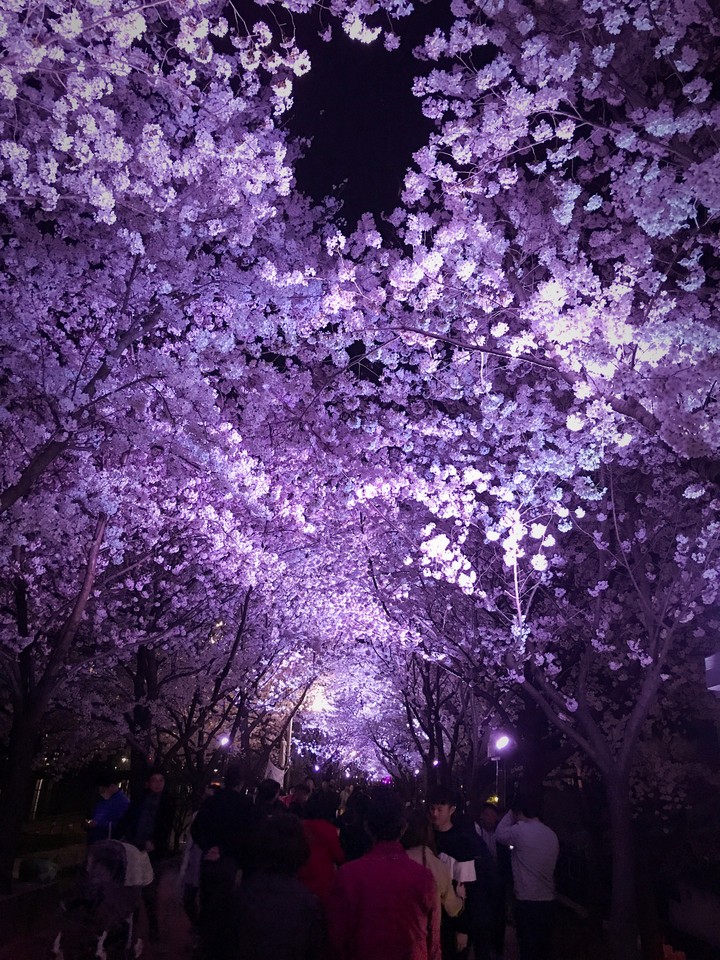 cherry-blossom