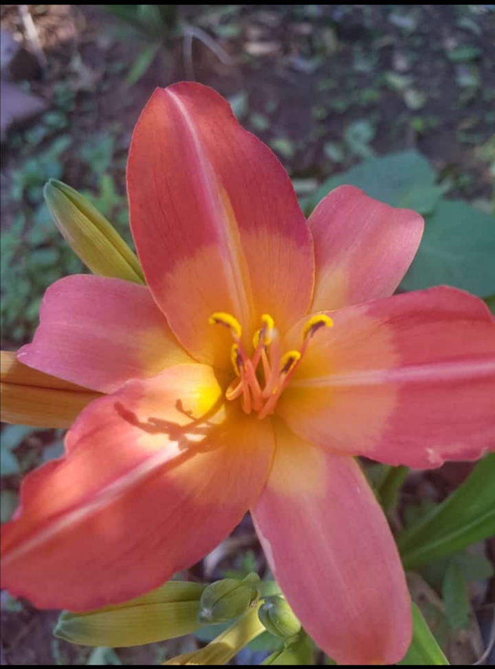 Flower