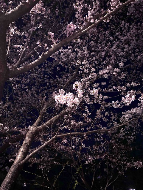 cherry blossome