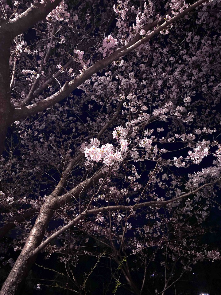 cherry blossome