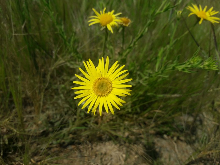 Nature/Flower photography