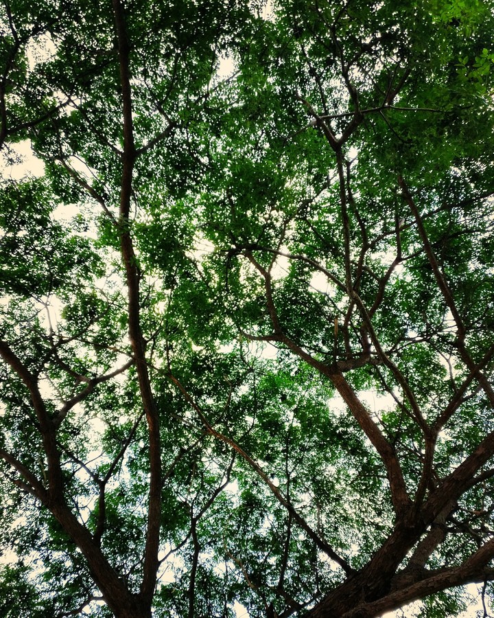 branches of hope
