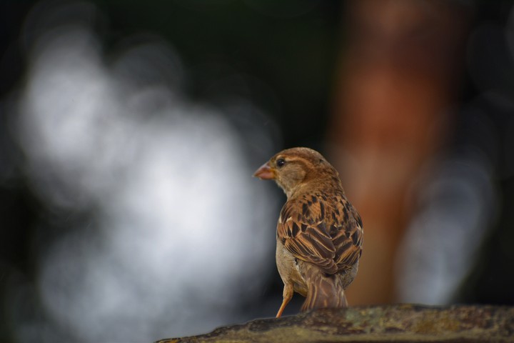 #Bird