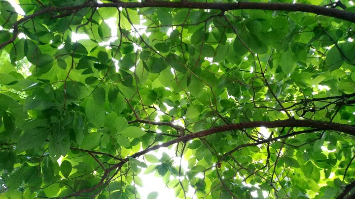 tree and wind