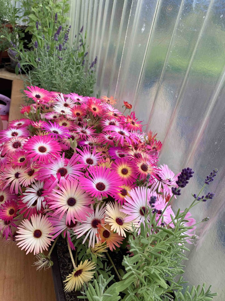 цветы