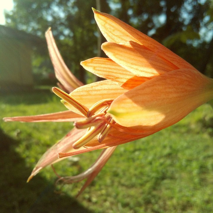 Sunset with flower