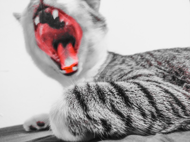 The Rolling Meows
