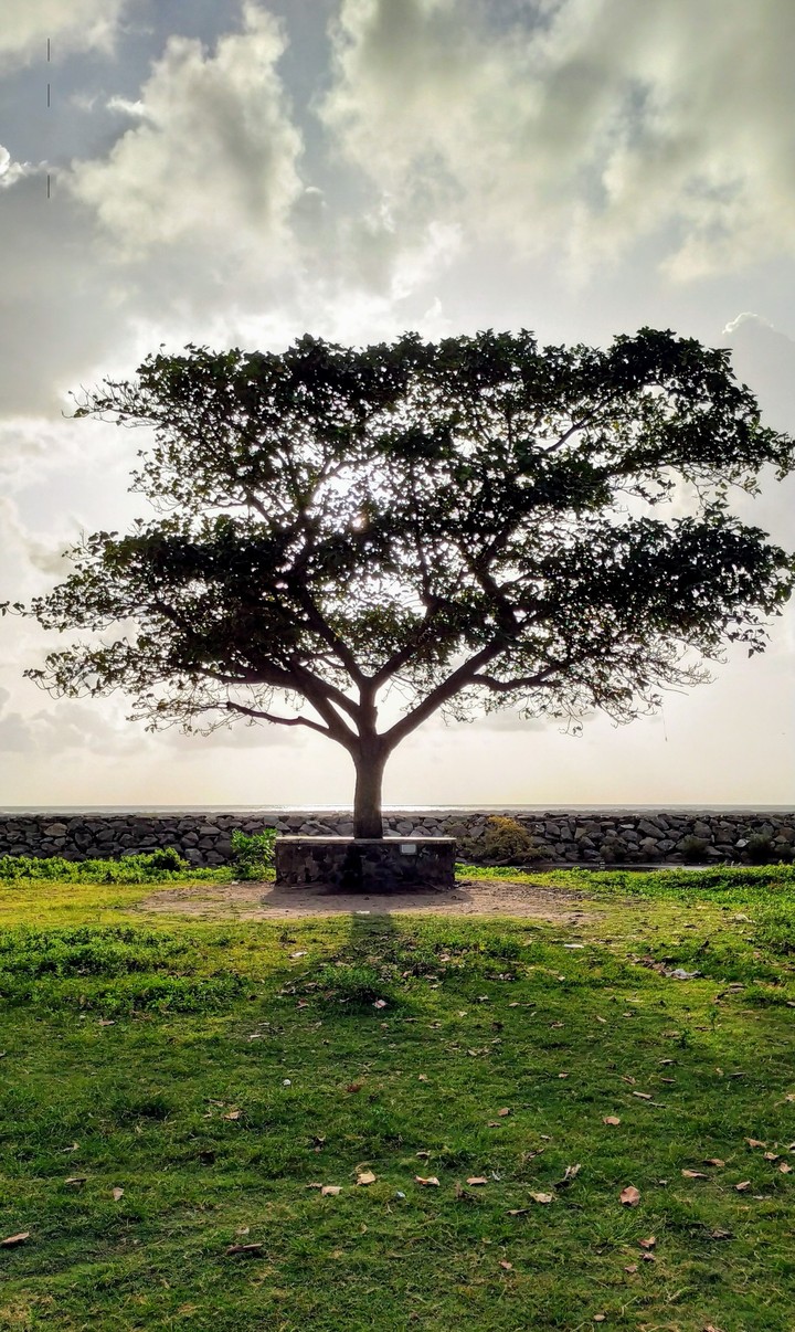 Lonely tree