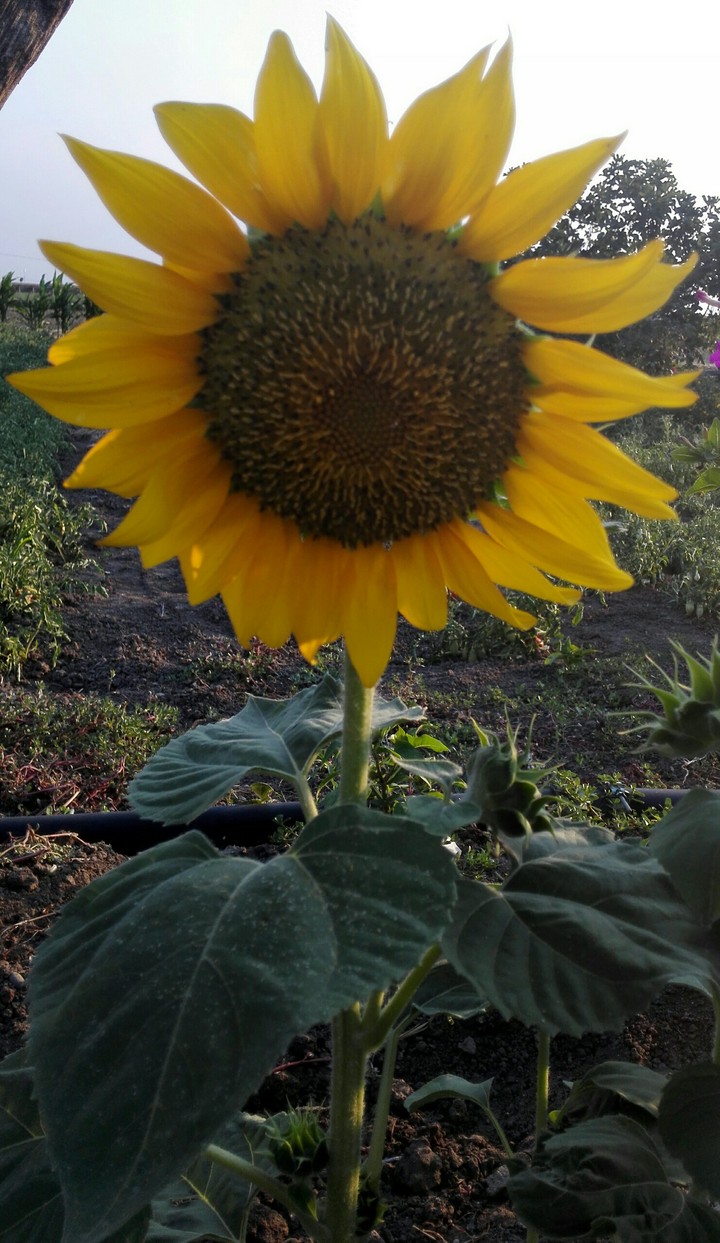 sunflower