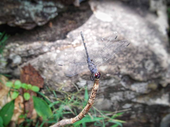 Dragon fly