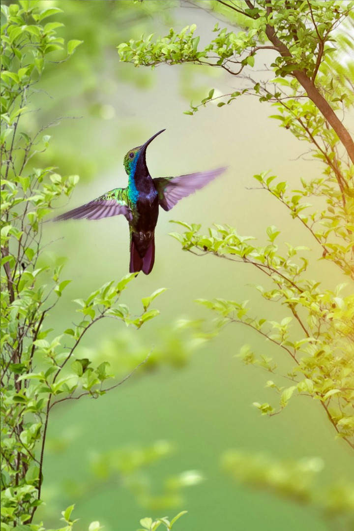 #Bird