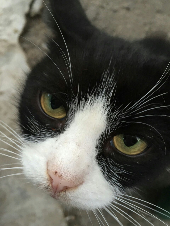 cat