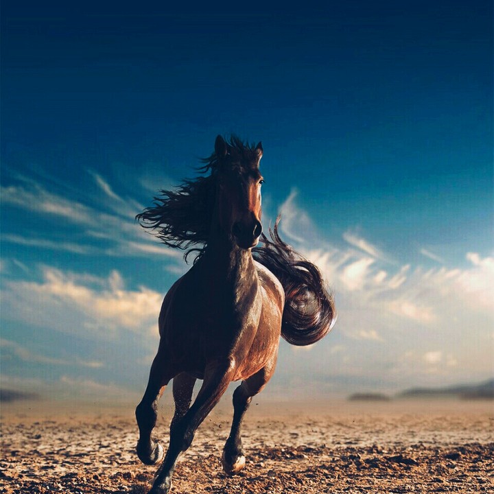 horse