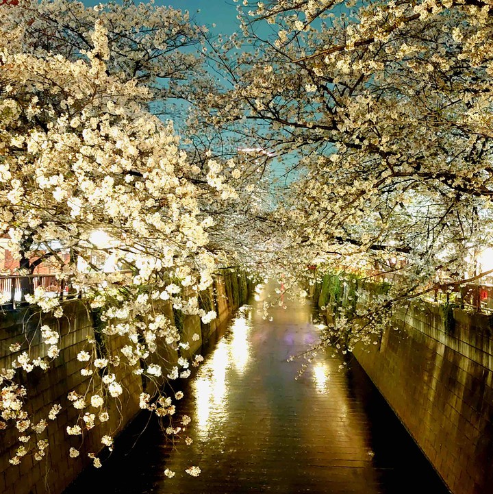 cherryblossom