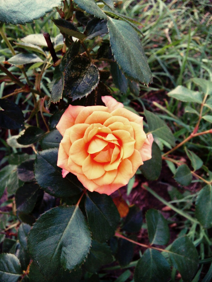 Rose