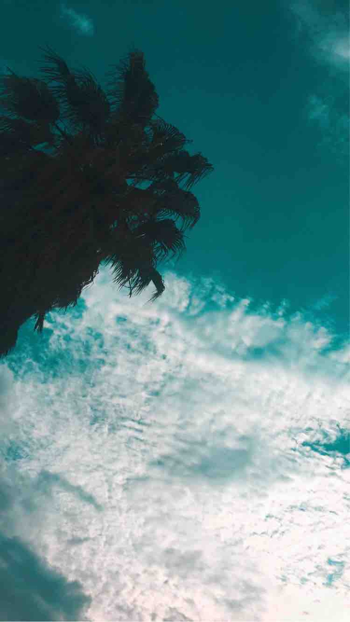 Palm trees aesthetic feels?