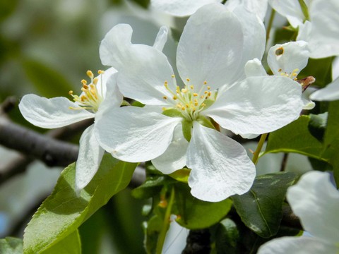 White flowers