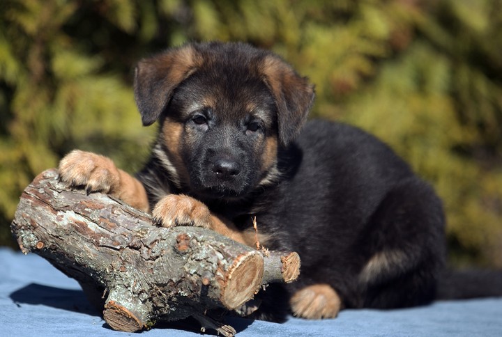 Dog