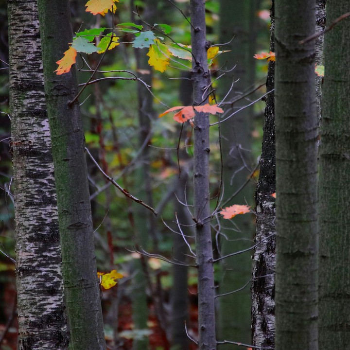 Much Trees