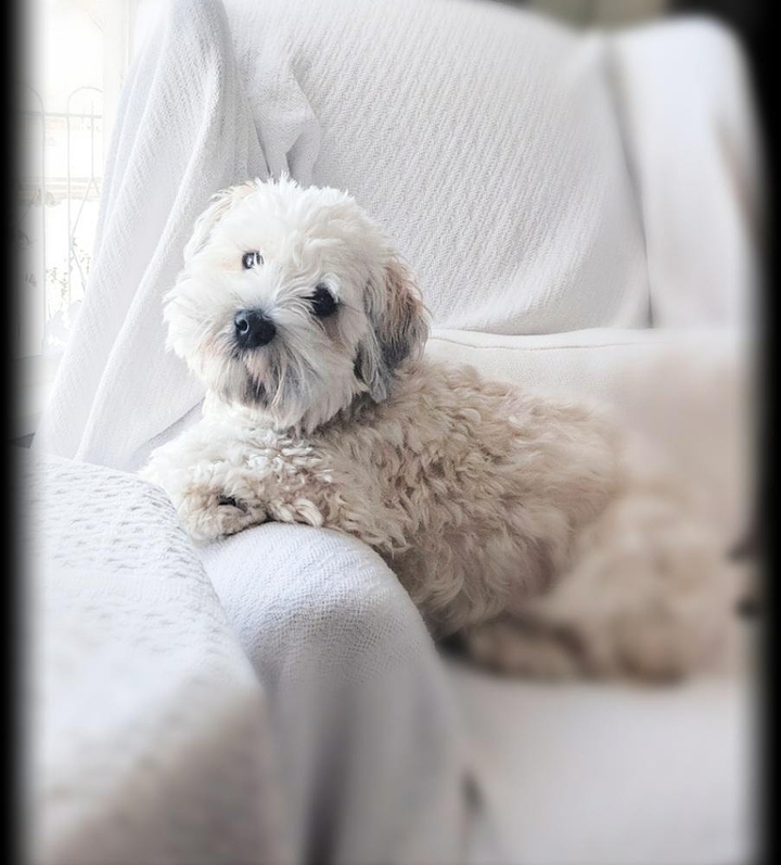 my dog