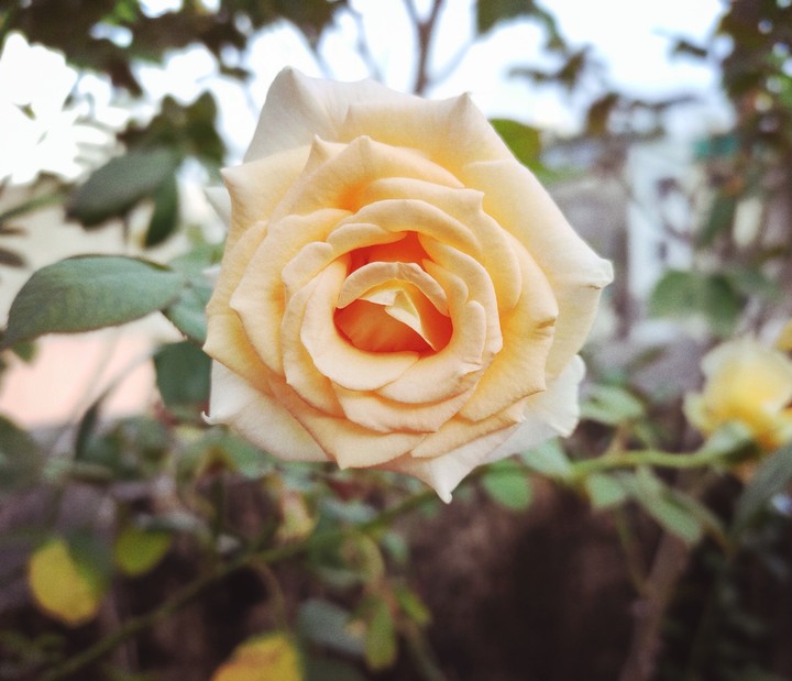rose