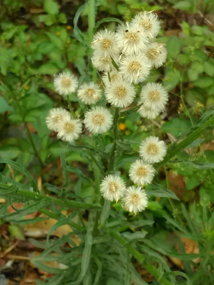 Floofy