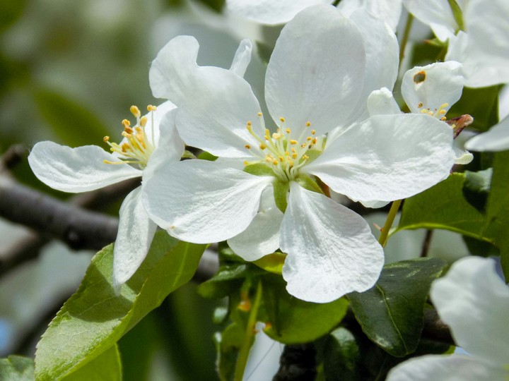 White flowers