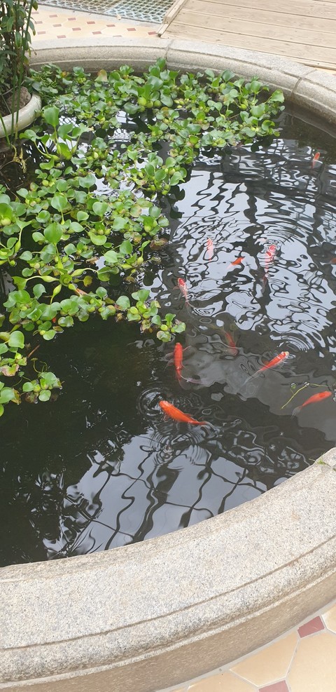 plant, Fish achtergronden
