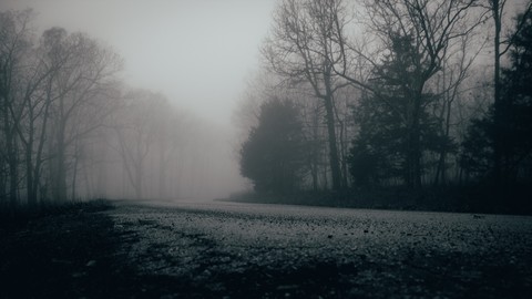 fonds d'écran forest, woodland