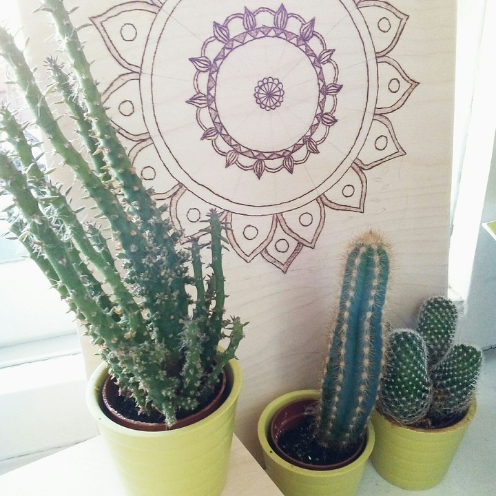 cactus/кактус