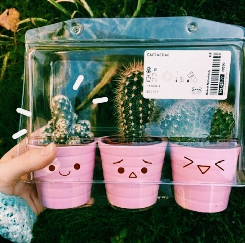 cactuși