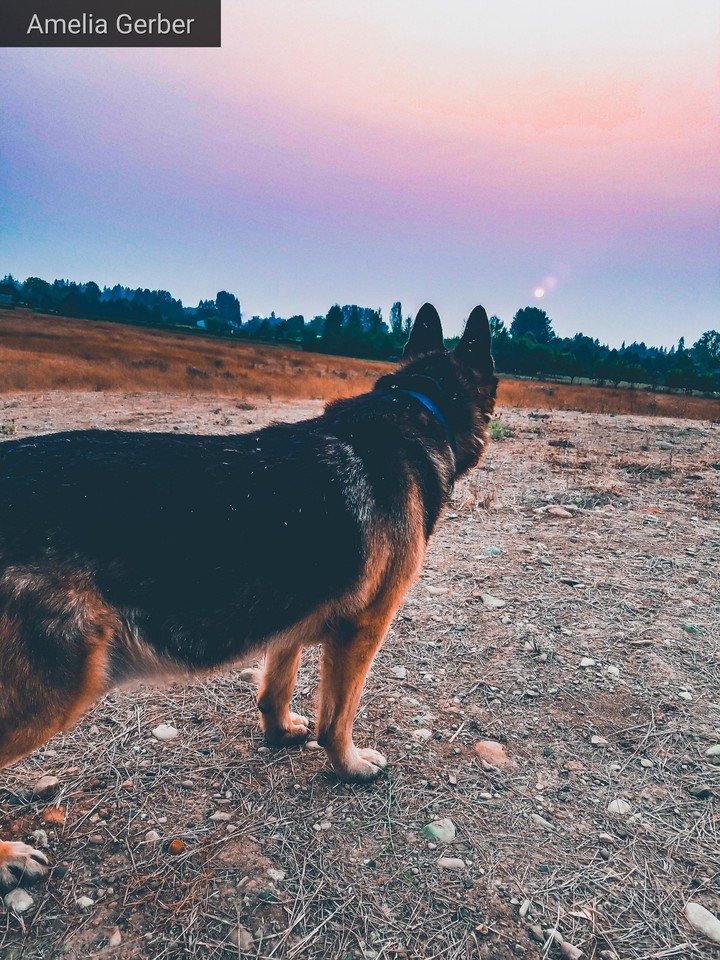 German shepherd