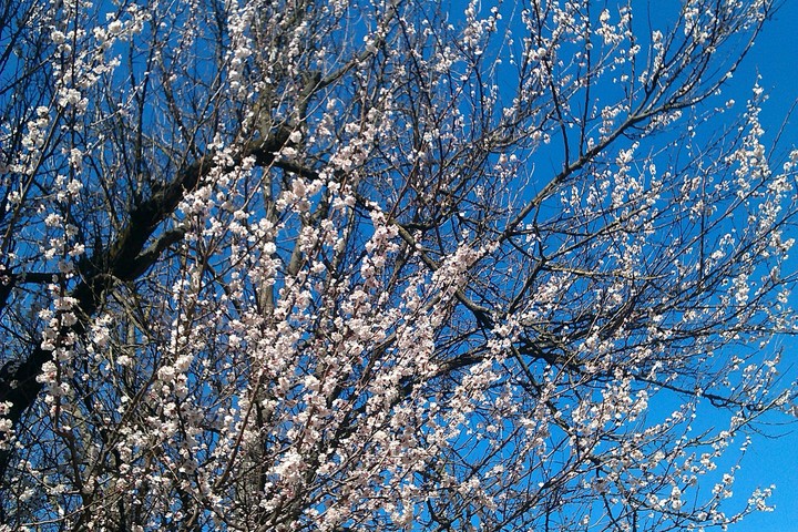 Spring