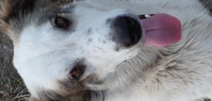 BELLA