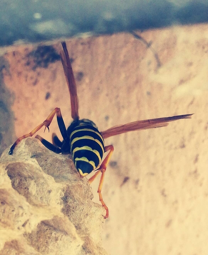beehave