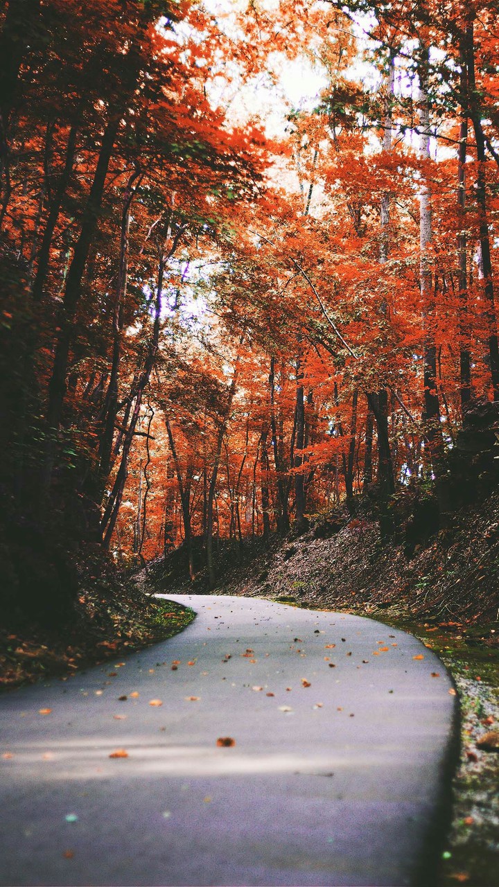 autumn