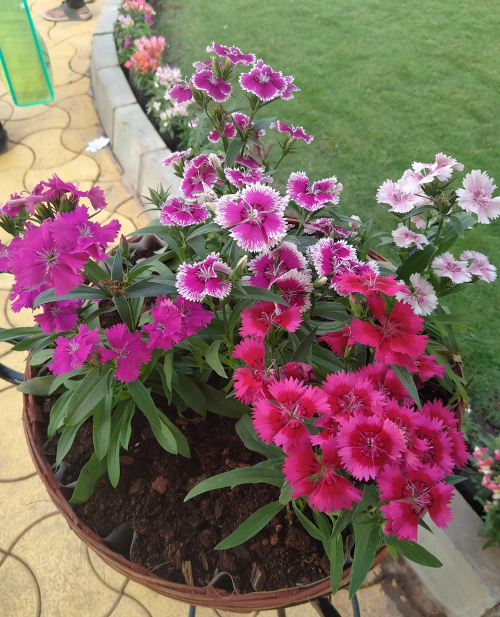 flowers