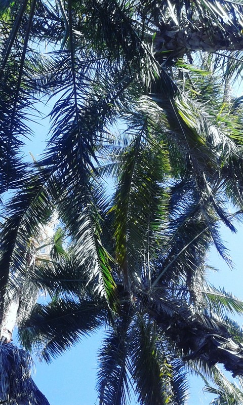 sanitas