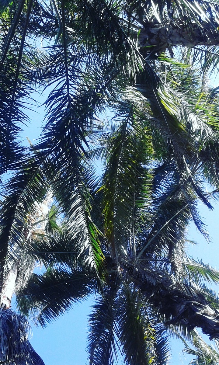 sanitas