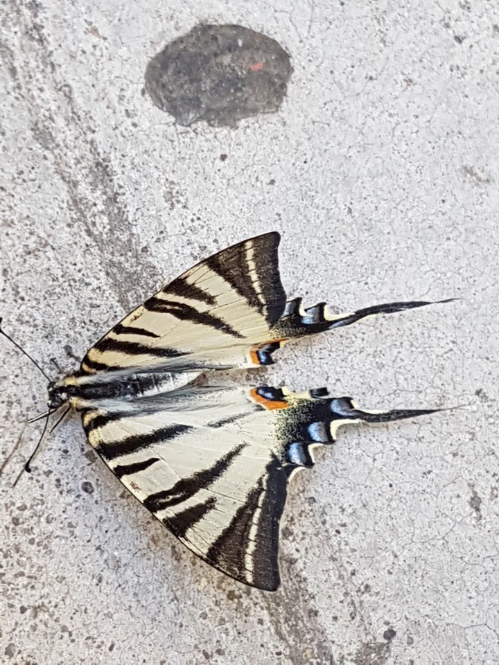 farfalla